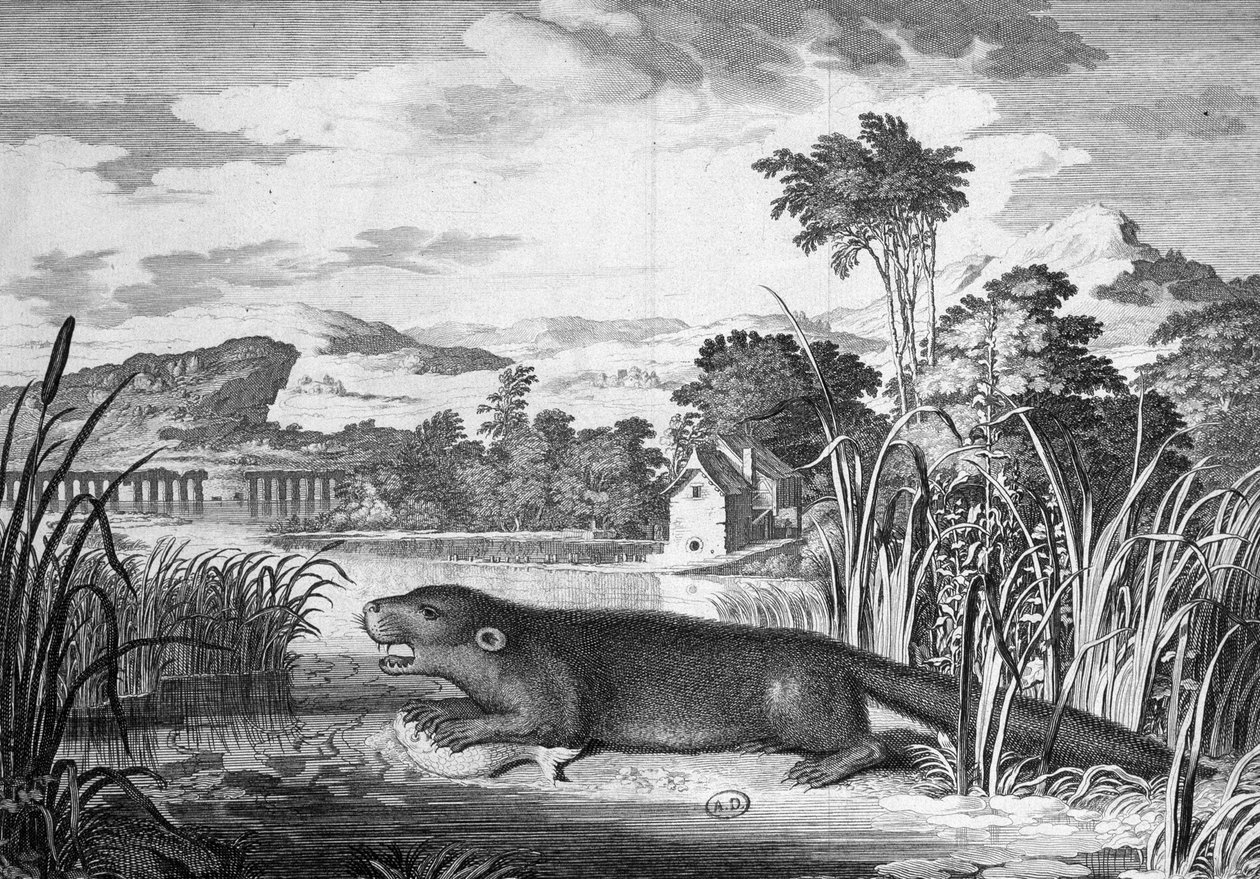 Lontra - gravura de Unknown artist
