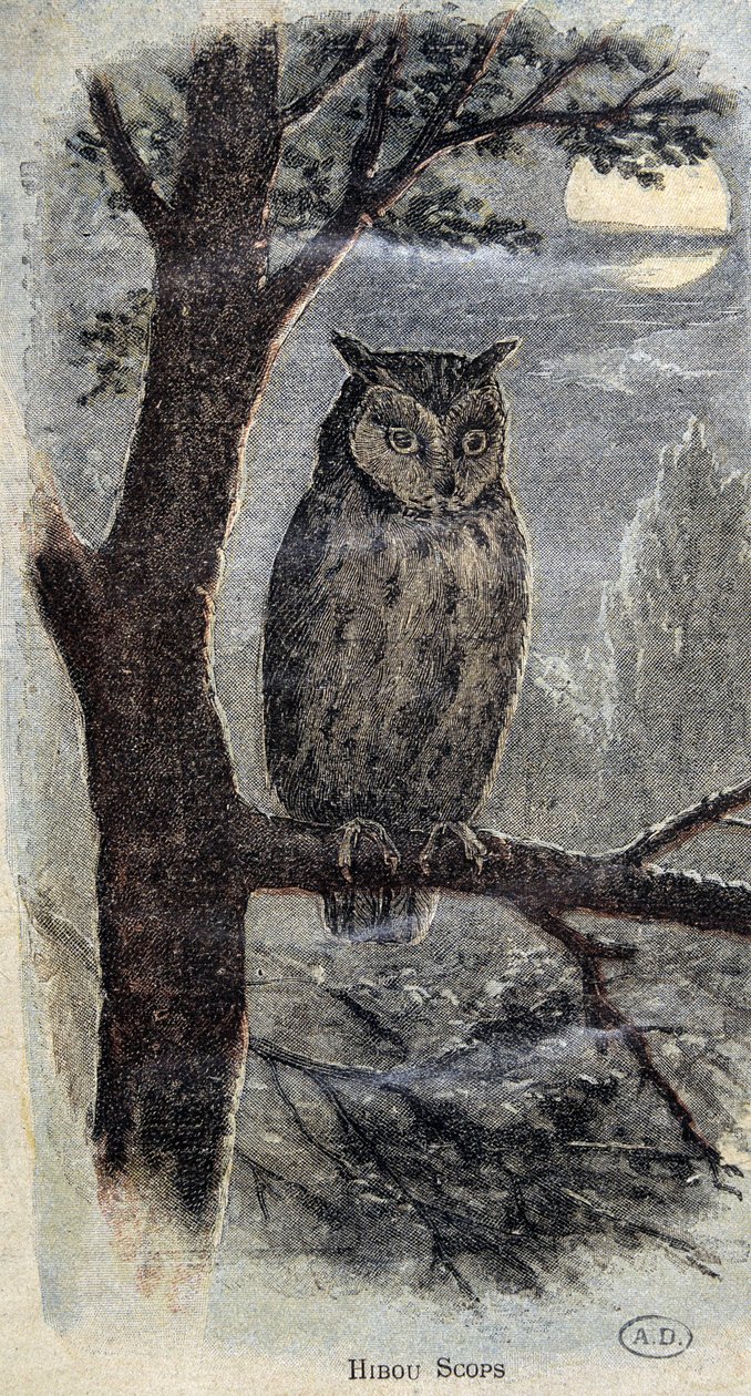 Coruja de Unknown artist