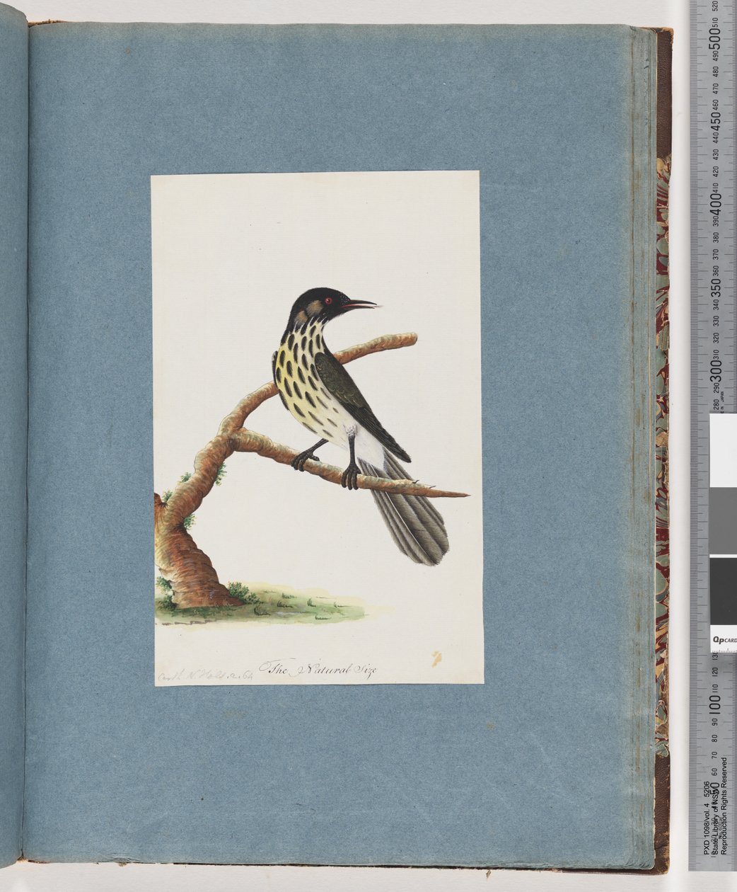 Página 100. New Holland Nuthatch. Certhla New Holland de Unknown artist