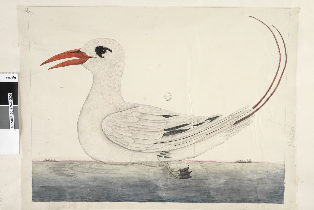 Página 100. Phaeton Red, Tailed Tropicbird Phaethon rubricauda, 1791-92 de Unknown artist