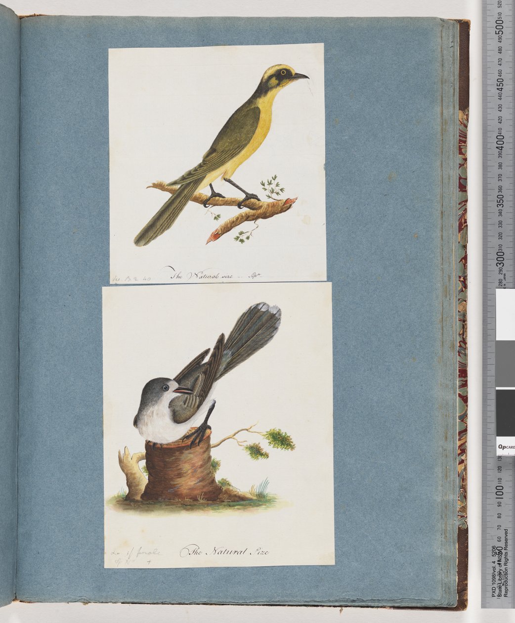 Página 101. Honeyeater de tufos amarelos. 102. Pássaro Não Identificado de Unknown artist