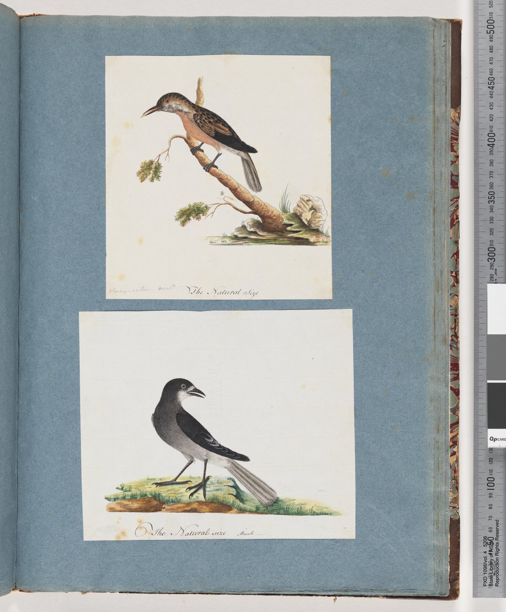 Página 103. Pássaro não identificado. Honeyeater. 104. Pássaro Não Identificado de Unknown artist
