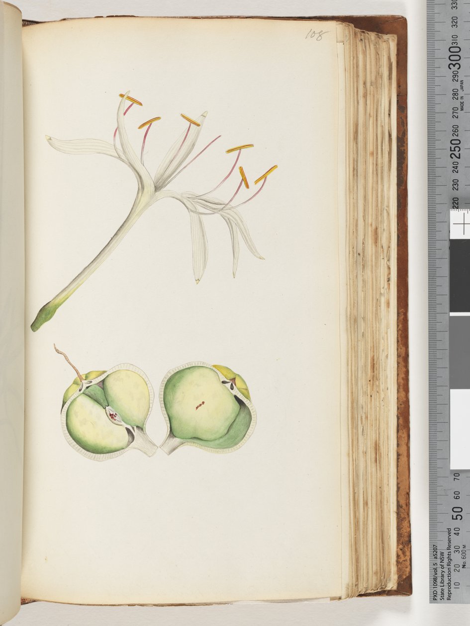 Página 108. Lily de Unknown artist