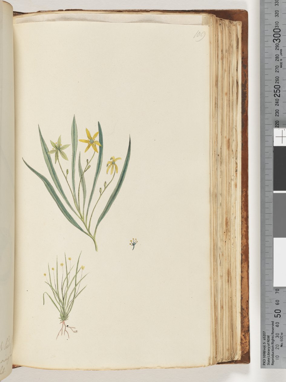 Página 109. Sem inscrição. Planta não identificada de Unknown artist