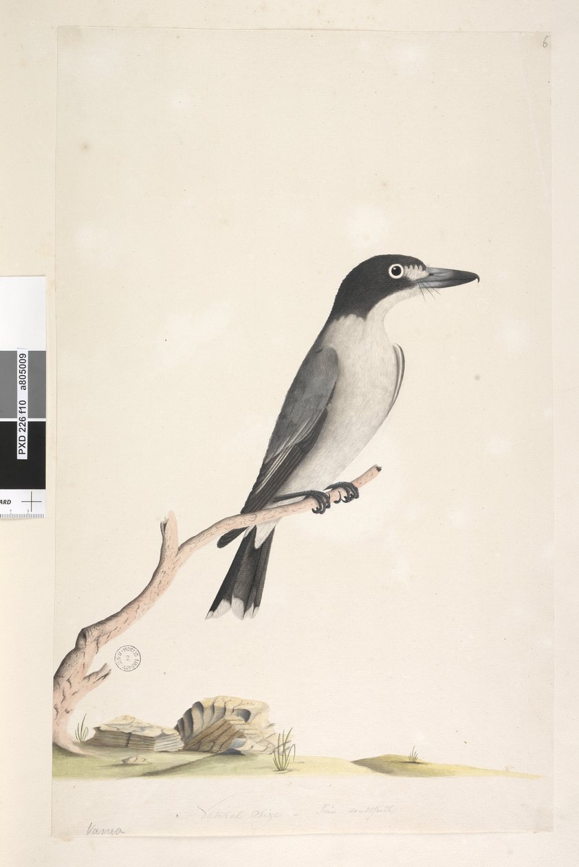 Página 10. Vanga. no centro inferior em mão diferente Tamanho natural, íris duvidosa Grey Butcher, Bird Cracticus torquatis masculino, 1791-92 de Unknown artist