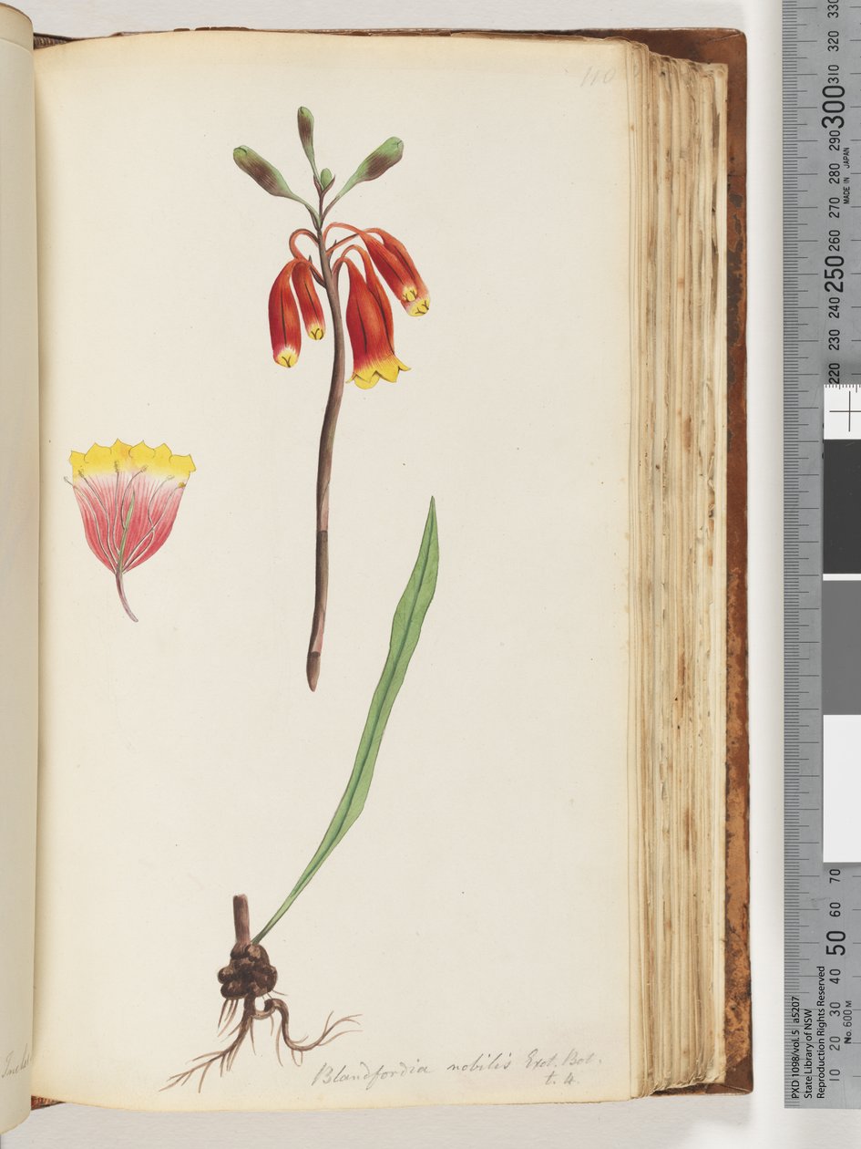 Página 110. Blandfordia nobilis Exot. Bot - t. 4. Sino de Natal de Unknown artist