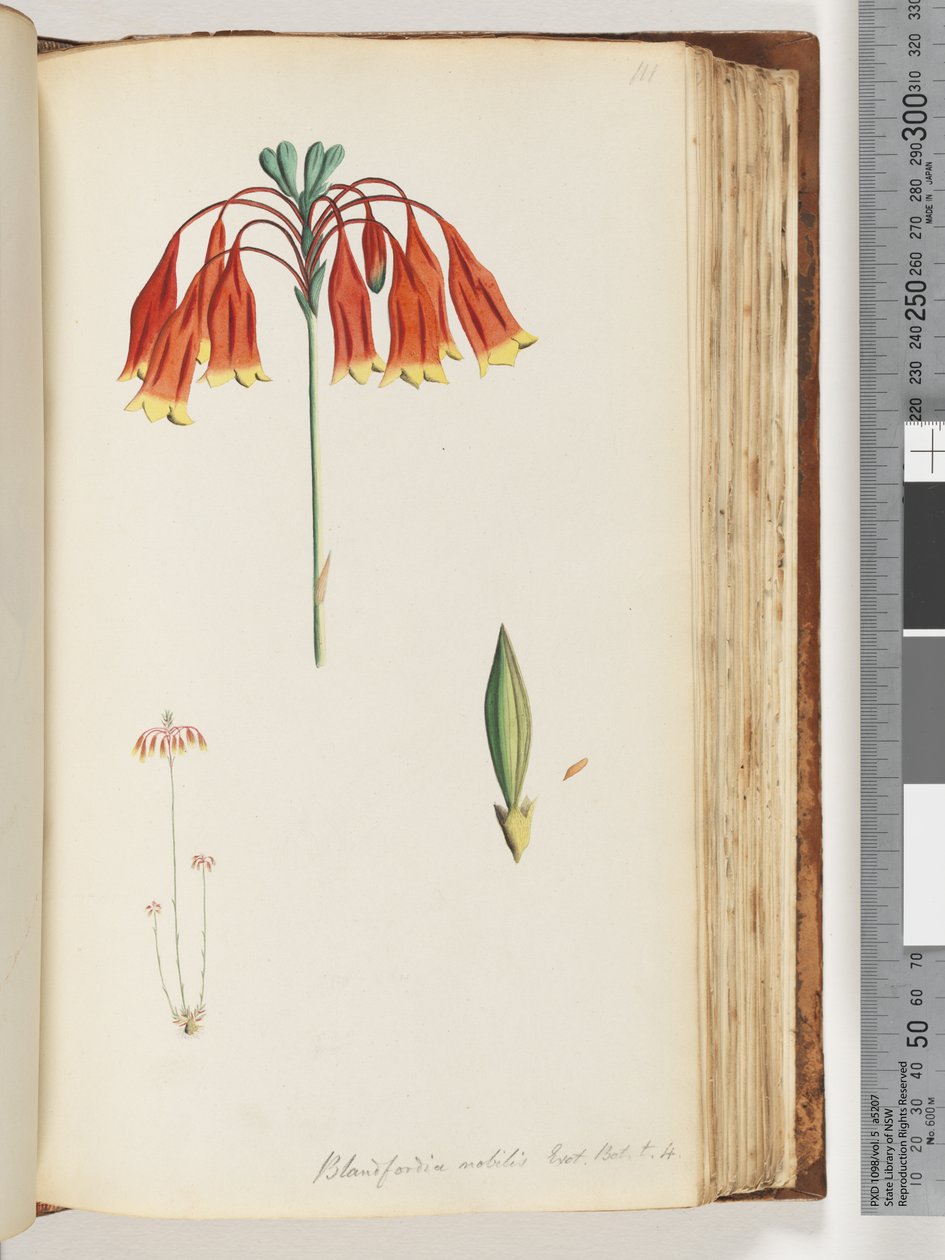 Página 111. Blandfordia nobilis Exot. Robô. t. 4. Sino de Natal de Unknown artist