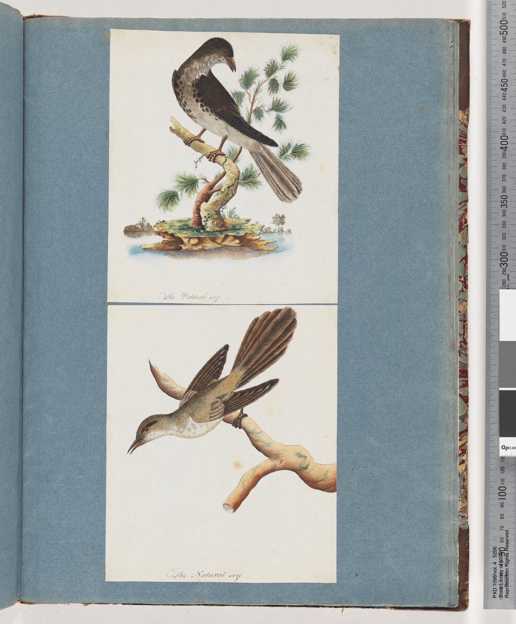 Página 119. Pássaro não identificado. 120. Pássaro Não Identificado de Unknown artist