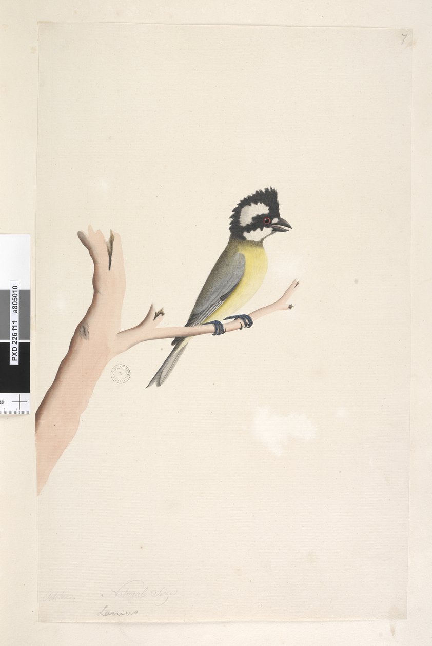 Página 11. Lanius. acima do título na mão diferente de outubro. Picanço-de-crista de tamanho natural, Tit Falcunculus frontatus, 1791-92 de Unknown artist