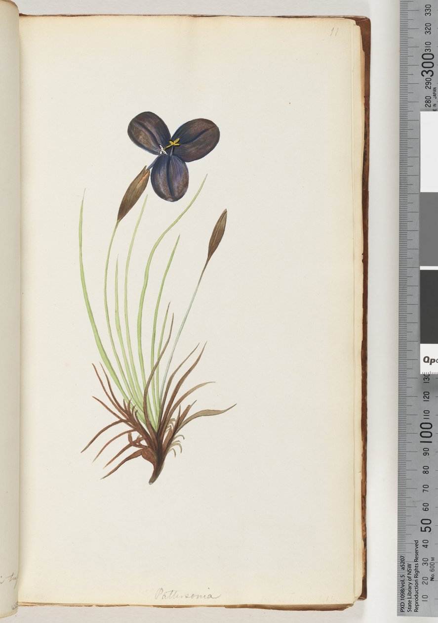 Página 11. Pattersonia de Unknown artist