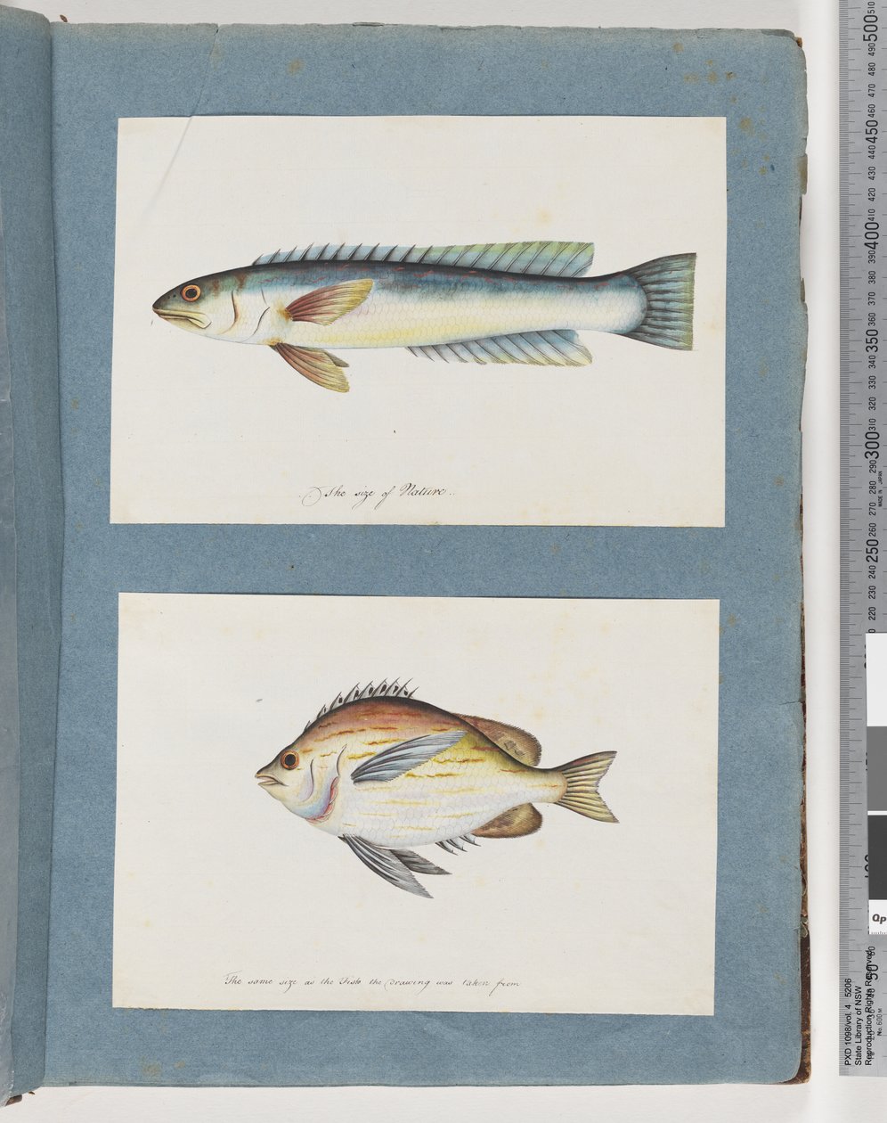 Página 11. Peixes não identificados. 12. Peixes não identificados de Unknown artist