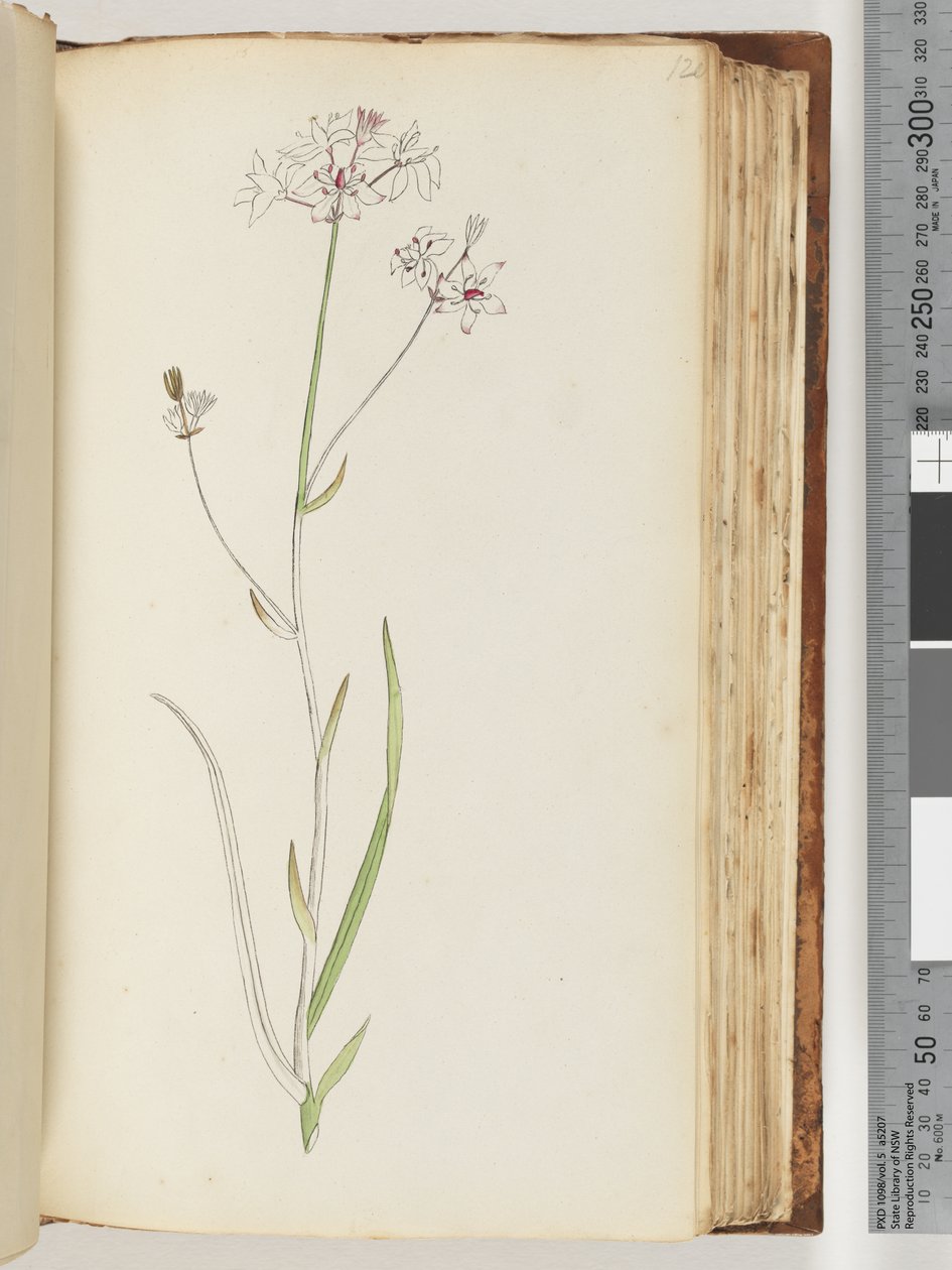 Página 120. Sem inscrição, desenho inacabado, planta não identificada de Unknown artist