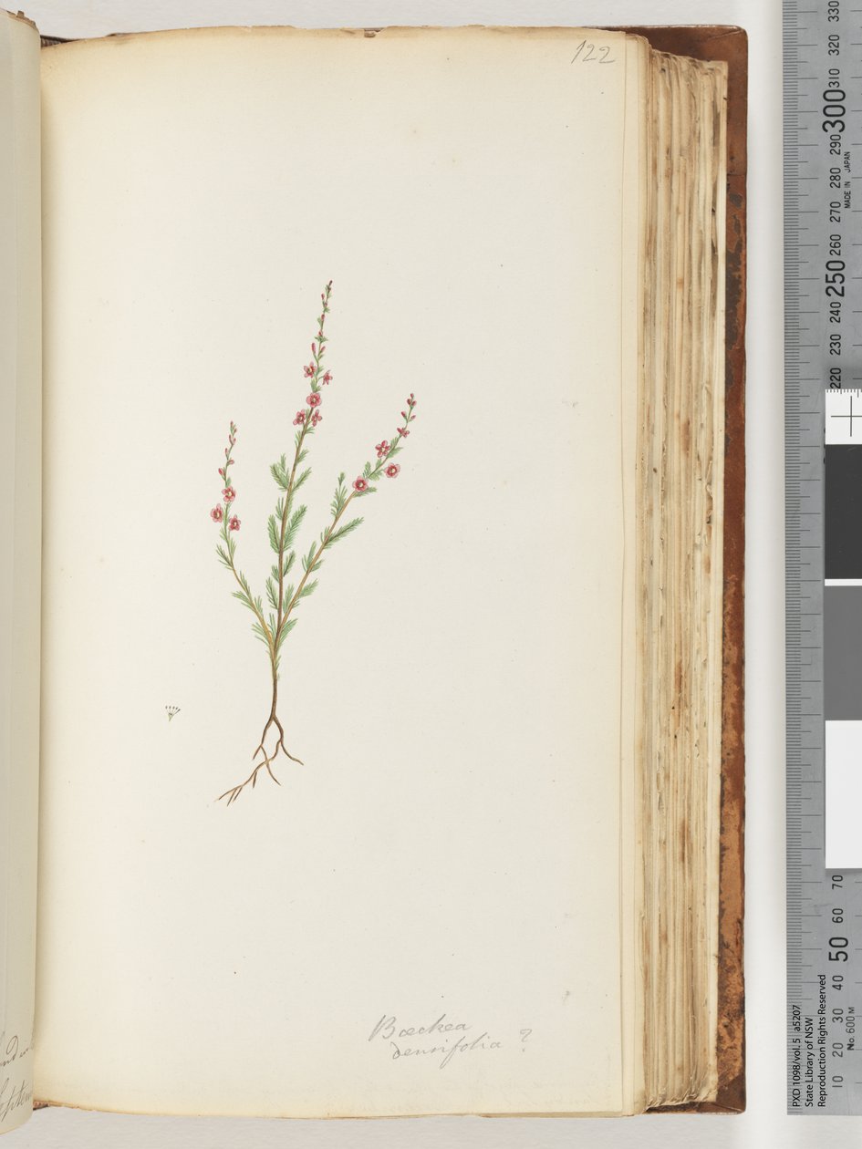 Página 122. Baeckea densifolia, possivelmente de Unknown artist
