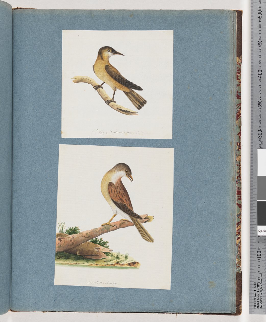 Página 125. Pássaro não identificado. 126. Pássaro Não Identificado de Unknown artist