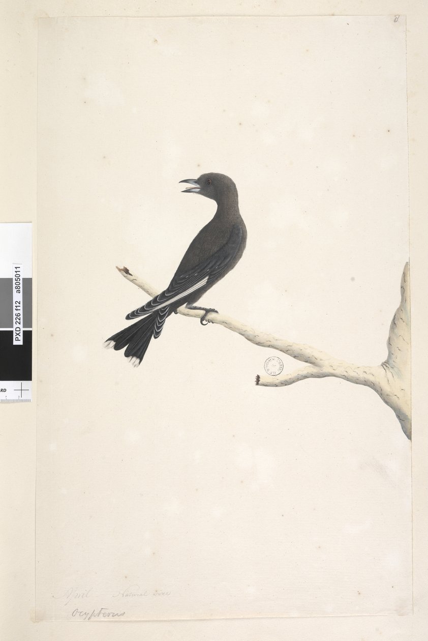 Página 12. Ocypterus. título acima em letra diferente abril, tamanho natural Dusky Wood, Swallow Artamus cyanopterus, 1791-92 de Unknown artist