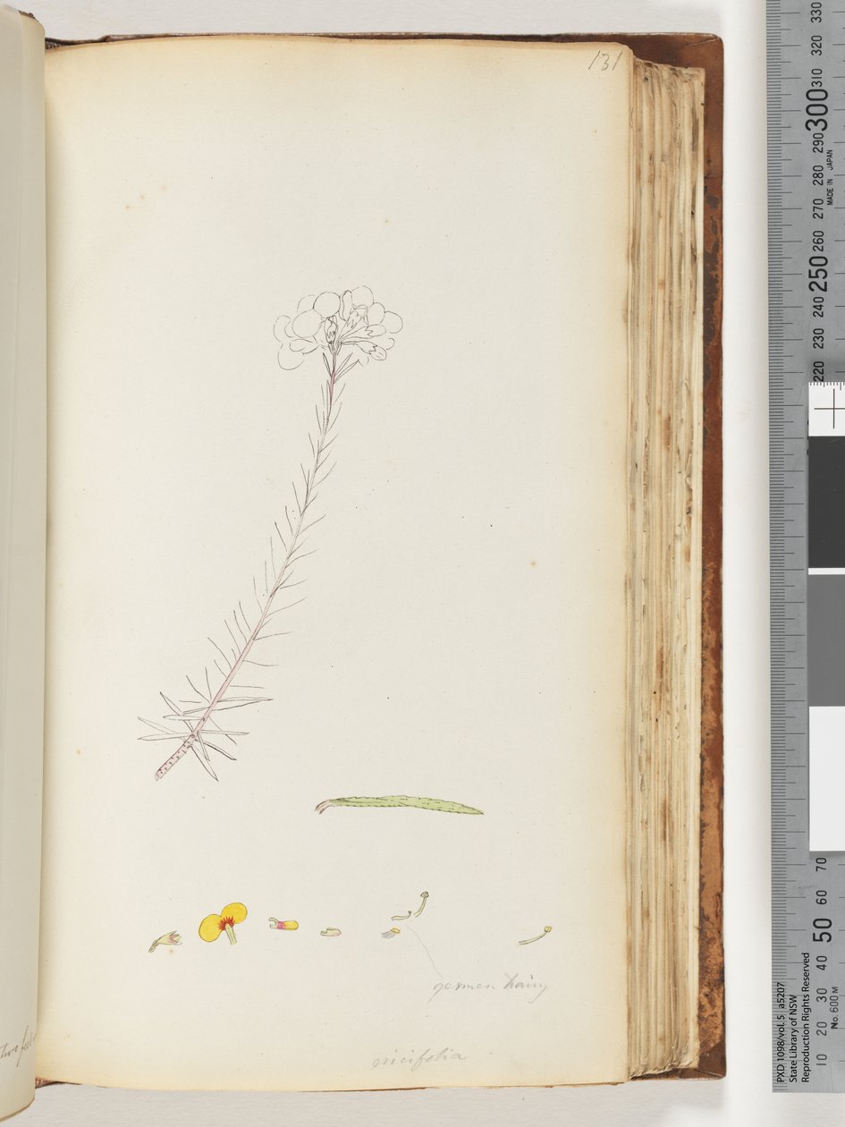 Página 131. Germen hairy - Ericifolia desenho inacabado de Unknown artist