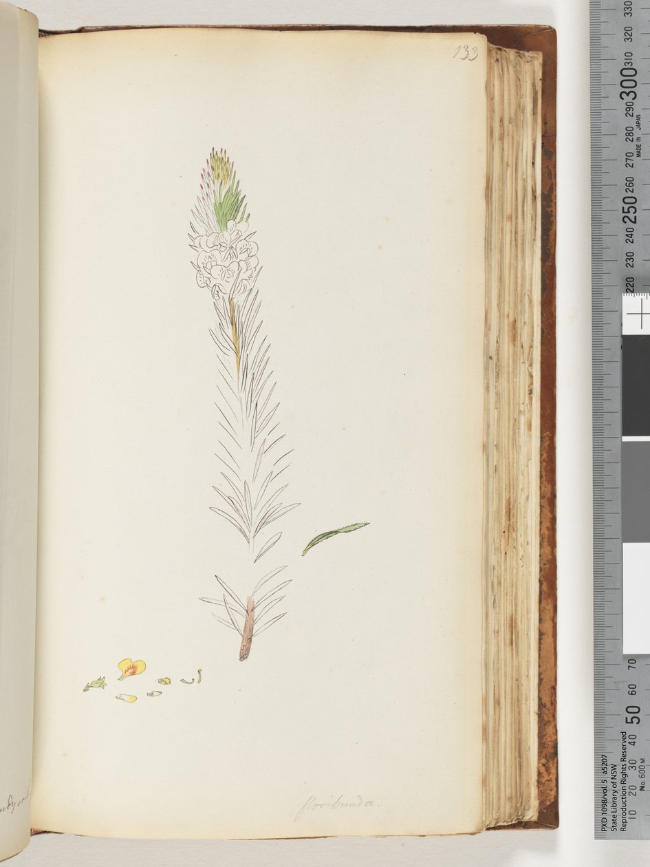 Página 133. Desenho inacabado de Floribunda de Unknown artist