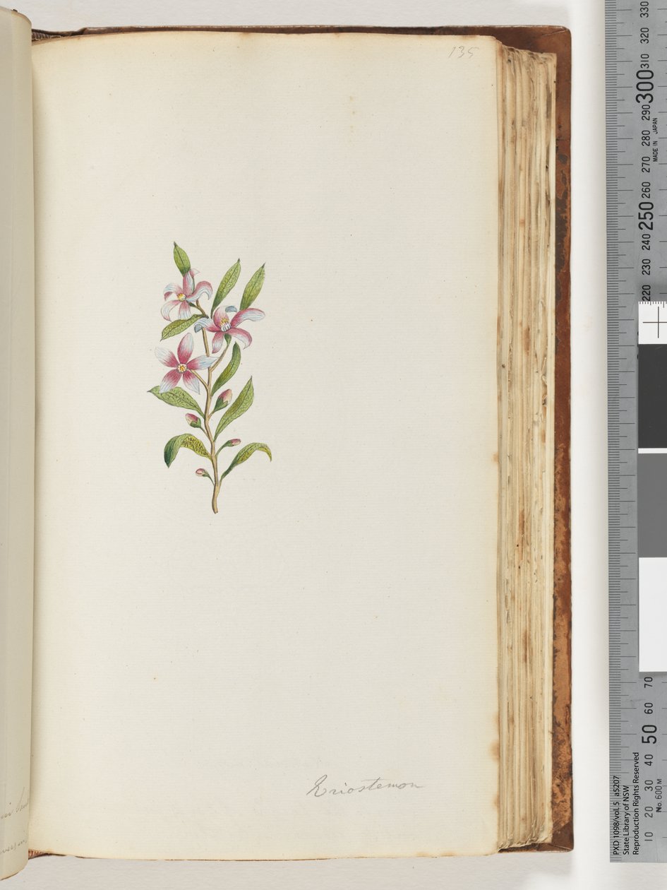 Página 135. Eriostemon de Unknown artist