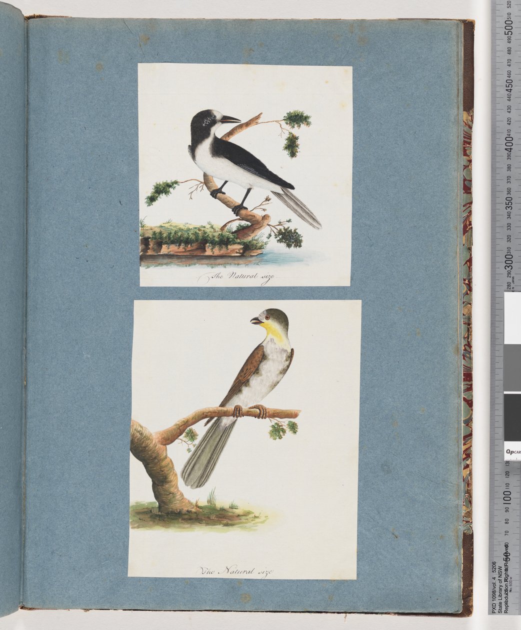 Página 135. Pássaro não identificado. 136. Pássaro Não Identificado de Unknown artist