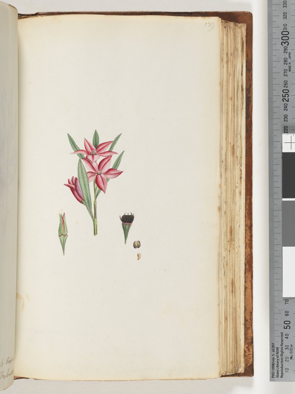 Página 139. Planta com flor sem nome de Unknown artist