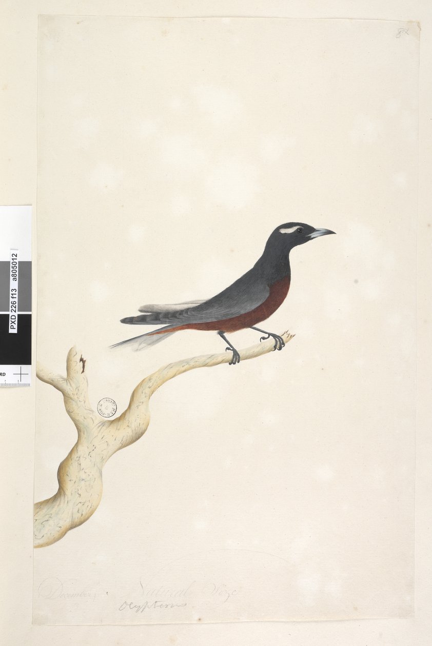 Página 13. Ocypterus. título acima na mão diferente de dezembro. Tamanho natural Branco, Andorinha de madeira sobrancelha Artamus superciliosus, macho, 1791-92 de Unknown artist