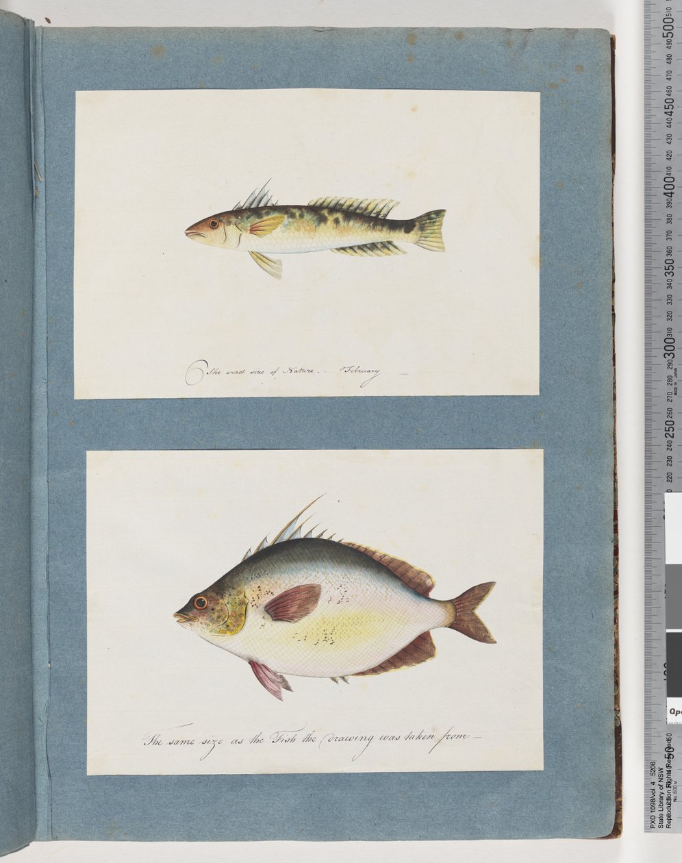 Página 13. Peixes não identificados. 14. Peixe não identificado de Unknown artist