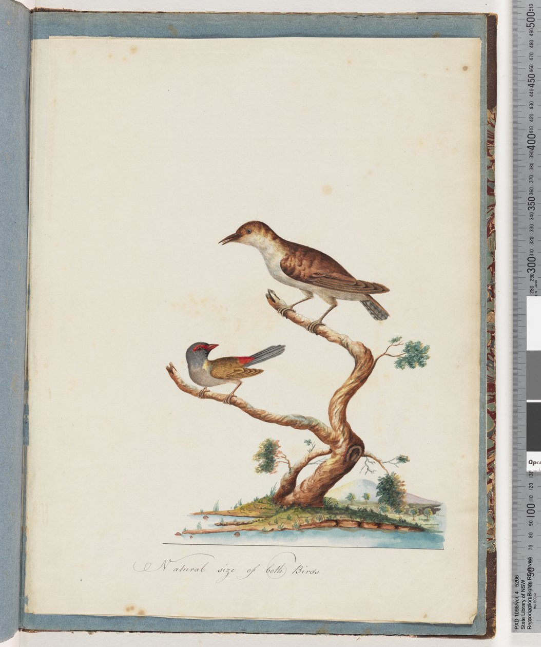 Página 140. 1. Pássaro não identificado. 2. Finch de sobrancelha vermelha de Unknown artist