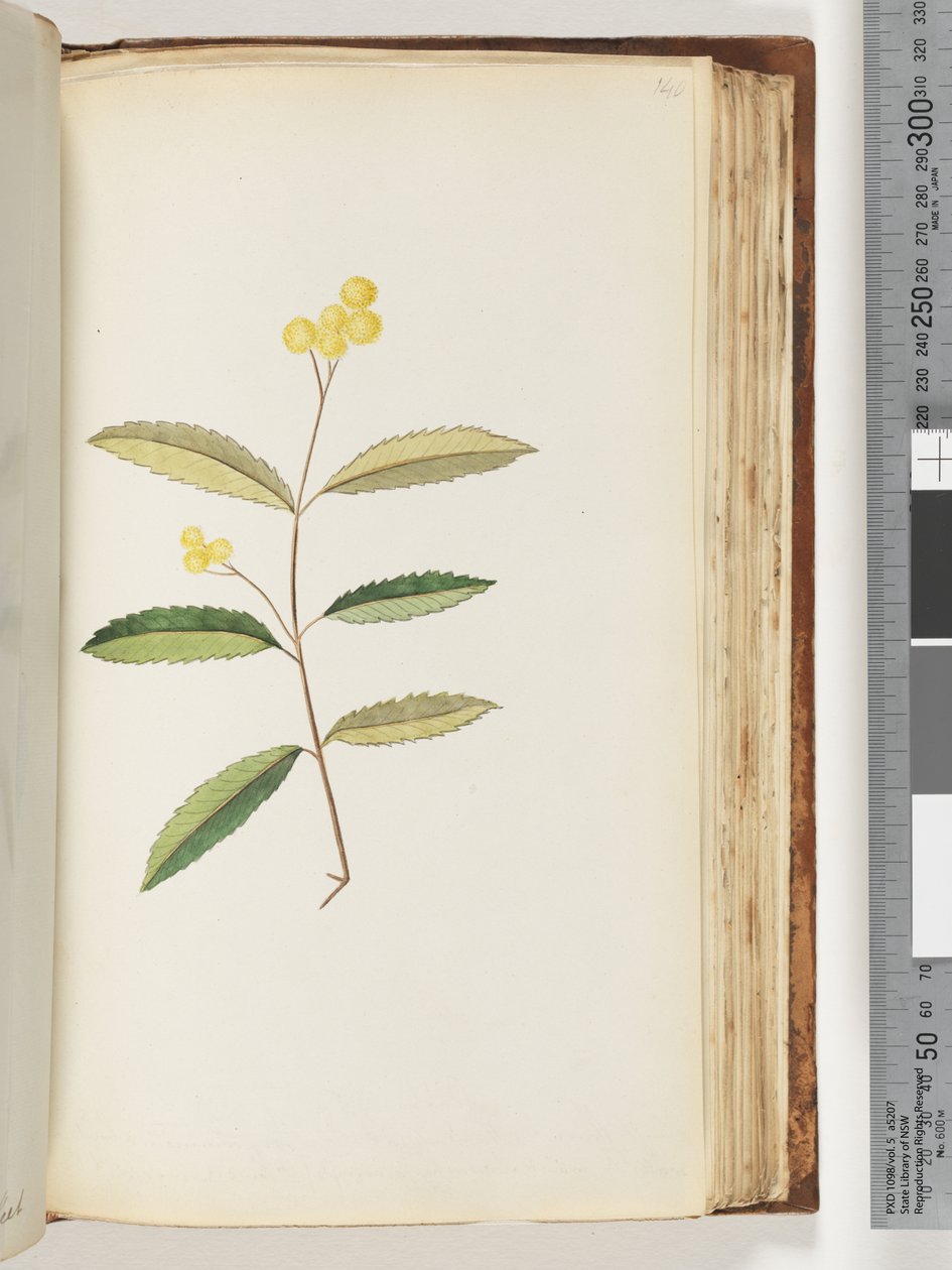 Página 140. Flor não identificada, outubro de 1794 de Unknown artist