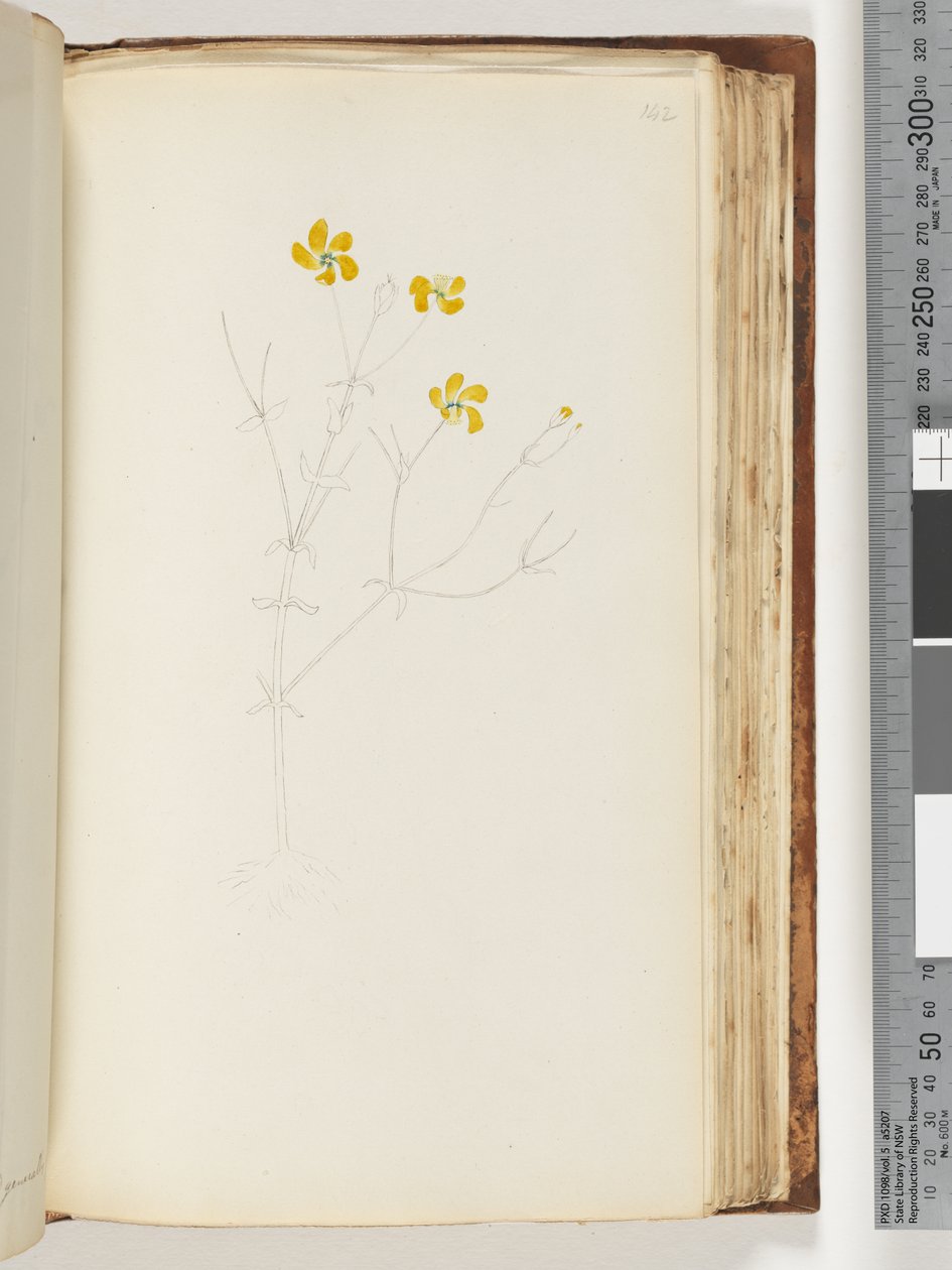 Página 142. Sem inscrição, desenho inacabado, planta não identificada de Unknown artist