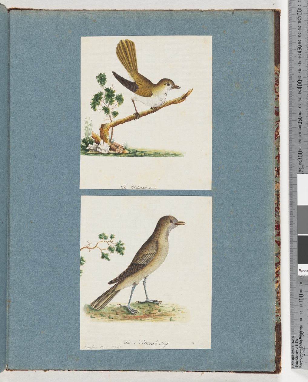 Página 142. Pássaro não identificado. 143. Pássaro Não Identificado de Unknown artist