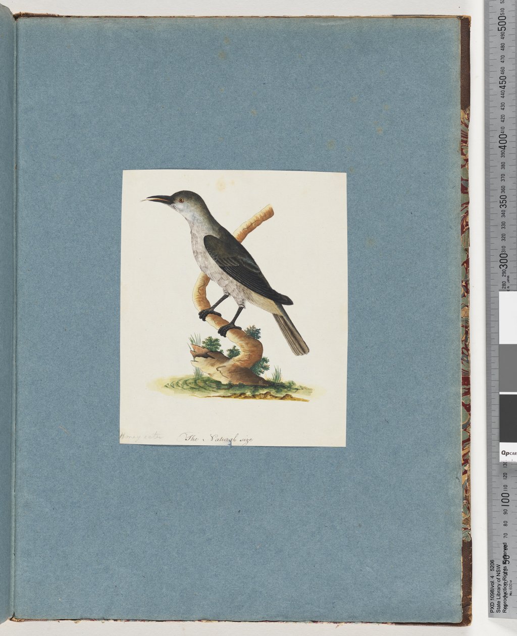 Página 146. Pássaro não identificado. Honeyeater de Unknown artist
