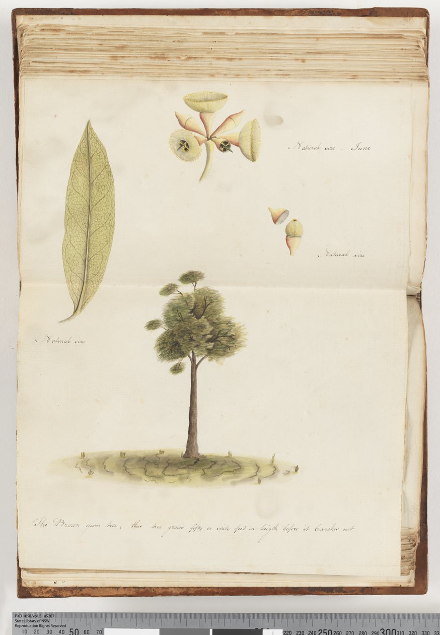 Página 148. The Brown Gum Tree de Unknown artist