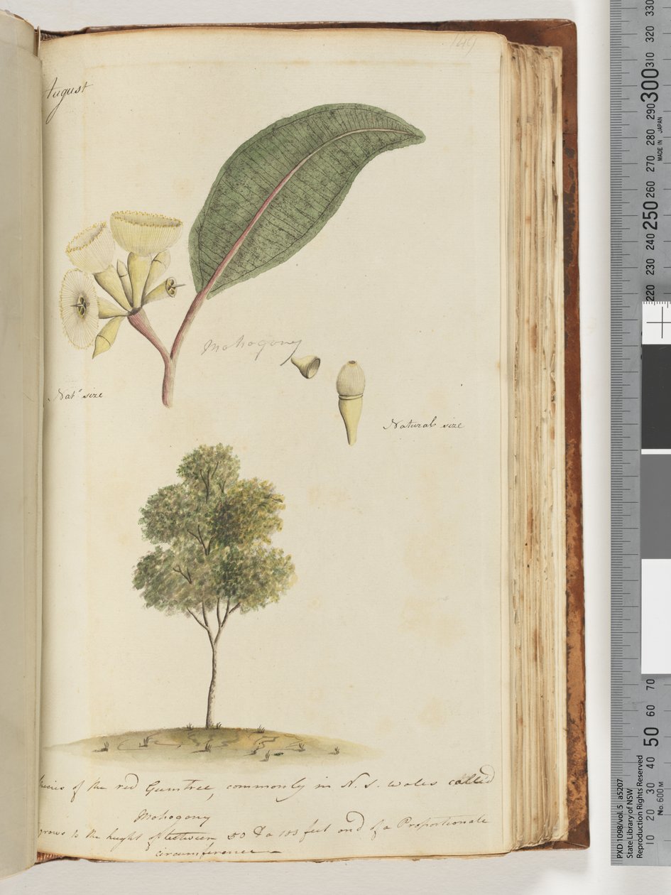 Página 149. Tamanho natural, uma espécie da árvore de goma vermelha, comumente chamada de Mohogony em NSW de Unknown artist
