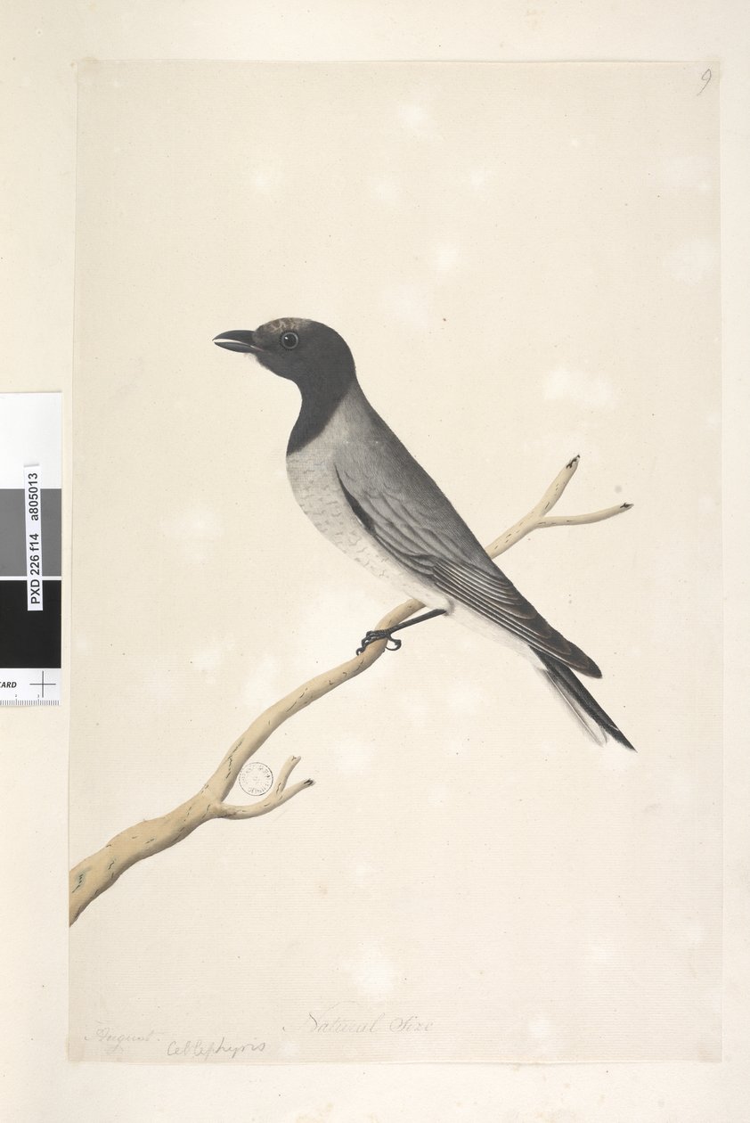 Página 14. Ceblephyris. título acima na mão diferente de agosto. Tamanho natural Pequeno cuco, picanço Coracina robusta, 1791-92 de Unknown artist