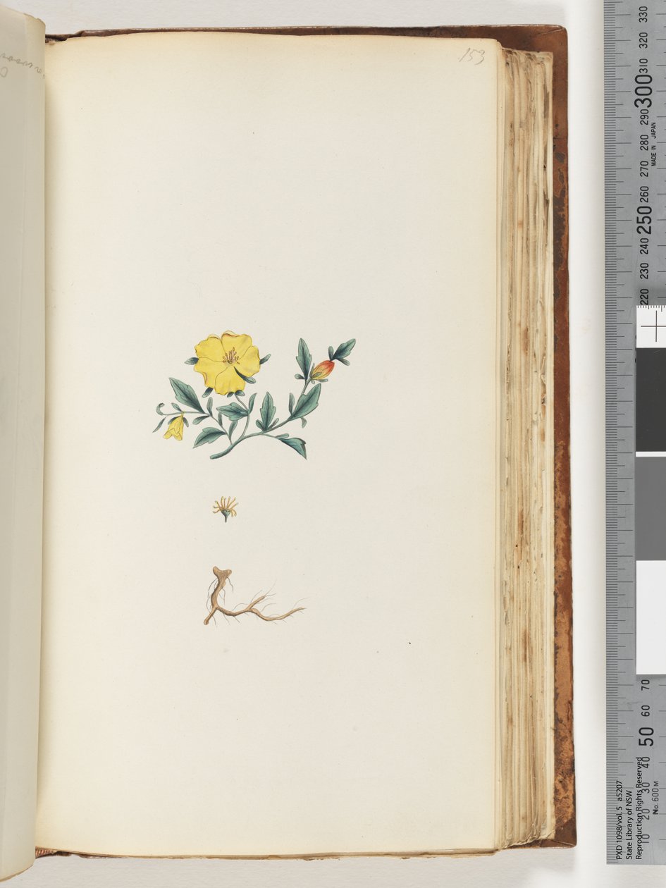Página 153. Planta não identificada de Unknown artist
