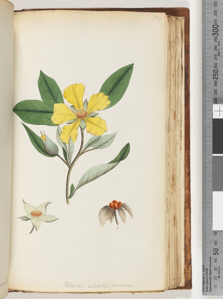 Página 154. Hibbertia volubilis - Flor Andrews Guinea de Unknown artist