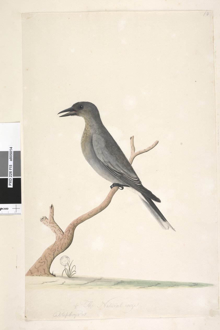 Página 15. Ceblephyris. acima do título em mão diferente, o tamanho natural Gray Currawong Strepera versicolor, 1791-92 de Unknown artist