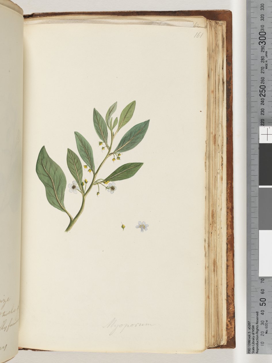 Página 161. Myoporum de Unknown artist