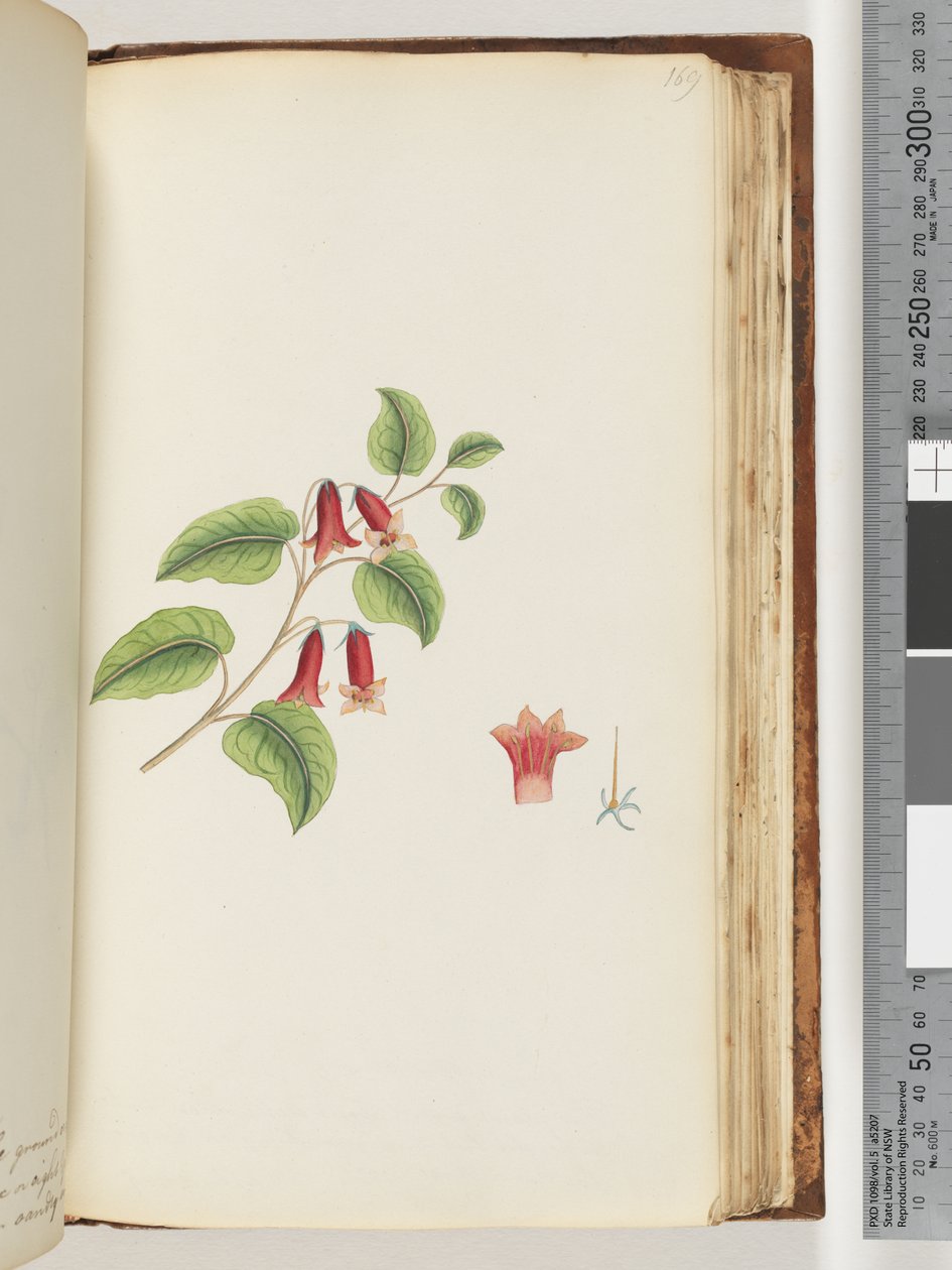 Página 169. Planta com flor sem nome de Unknown artist