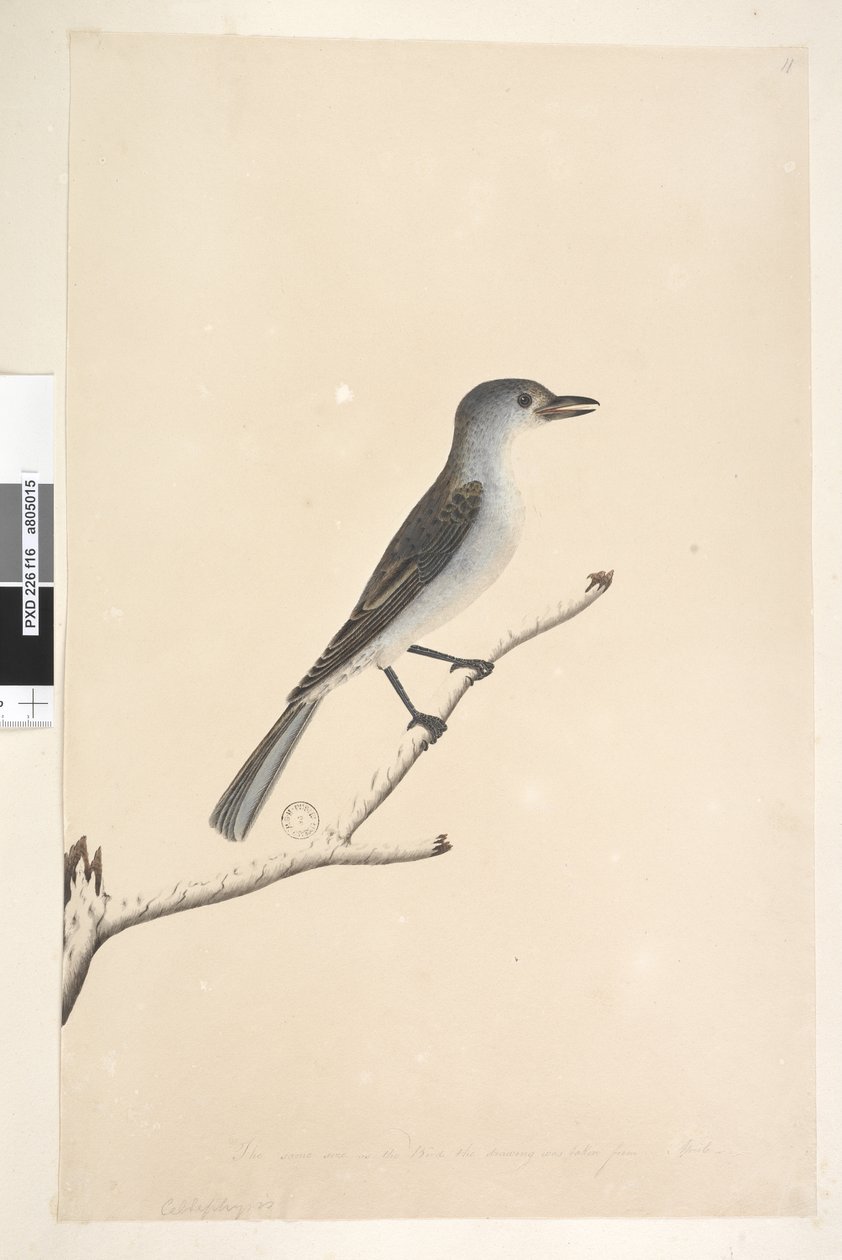 Página 16. Ceblephyris ao longo da borda inferior em mão diferente Do mesmo tamanho do pássaro de onde o desenho foi tirado. April Grey Shrike Thrush Gaita Colluricincla, 1791-92 de Unknown artist