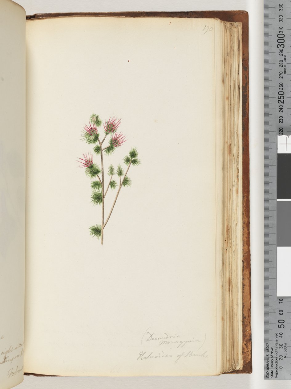 Página 170. Decandria monogynia. Kalmoides of Banks de Unknown