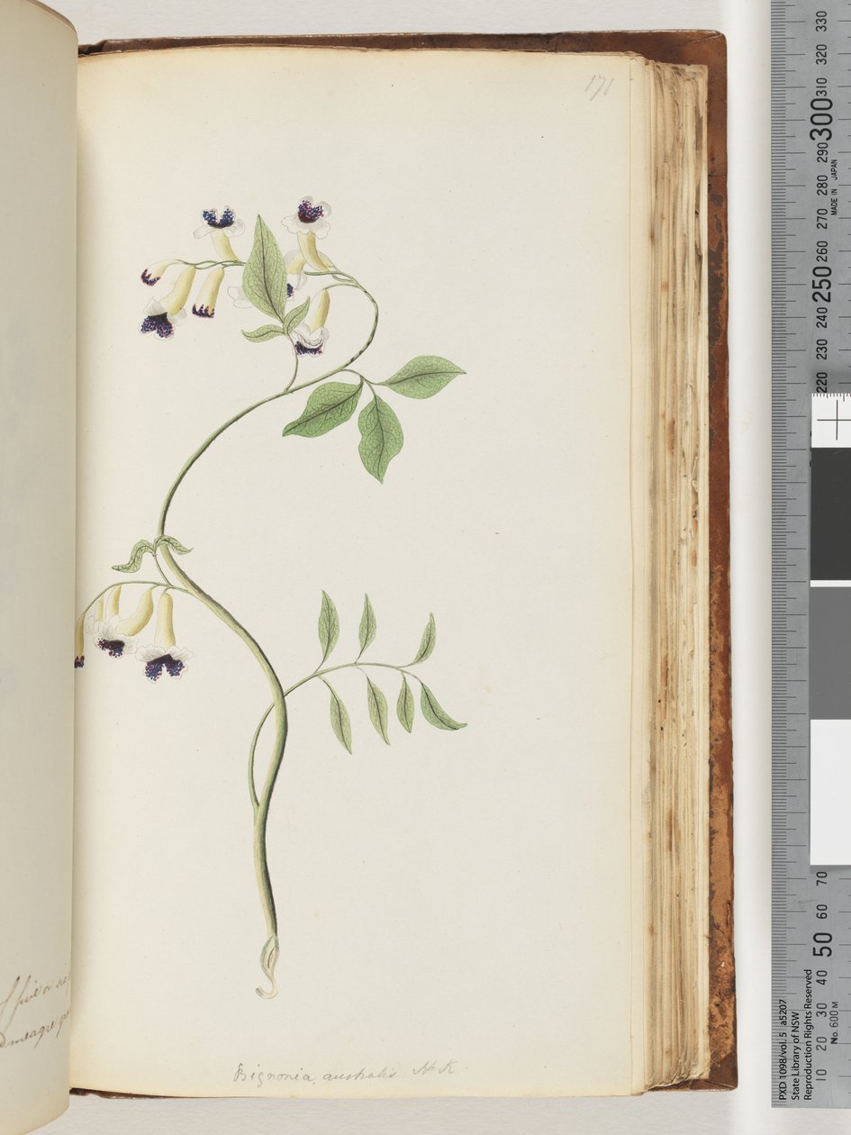 Página 171. Bignonia australis HK de Unknown artist