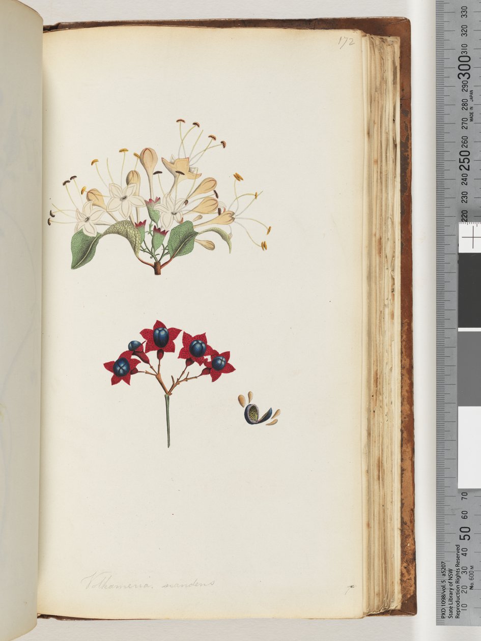 Página 172. Volkameria scandens - The Cumberland Tree de Unknown artist