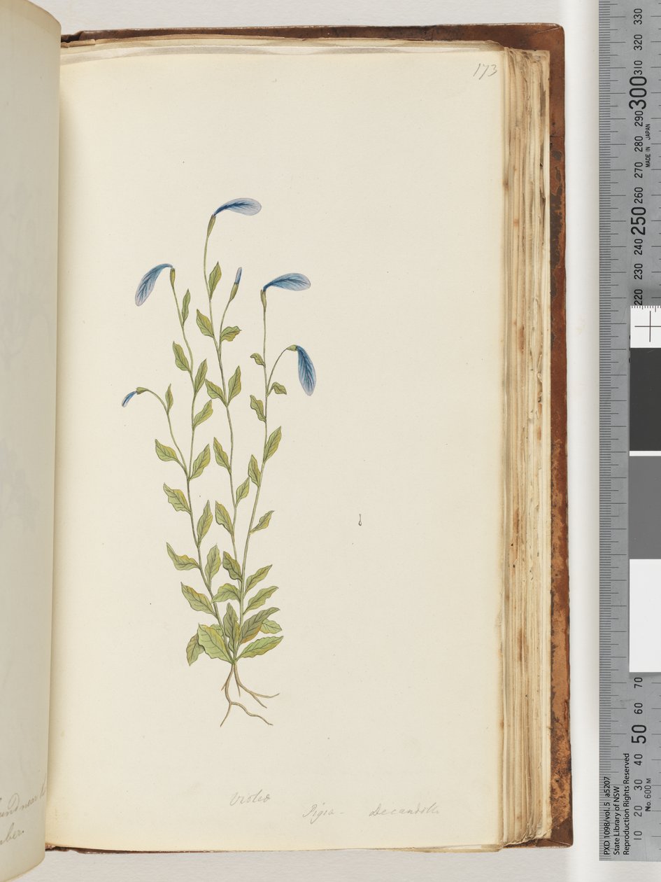Página 173. Violet. Pigia, Decandolli de Unknown artist