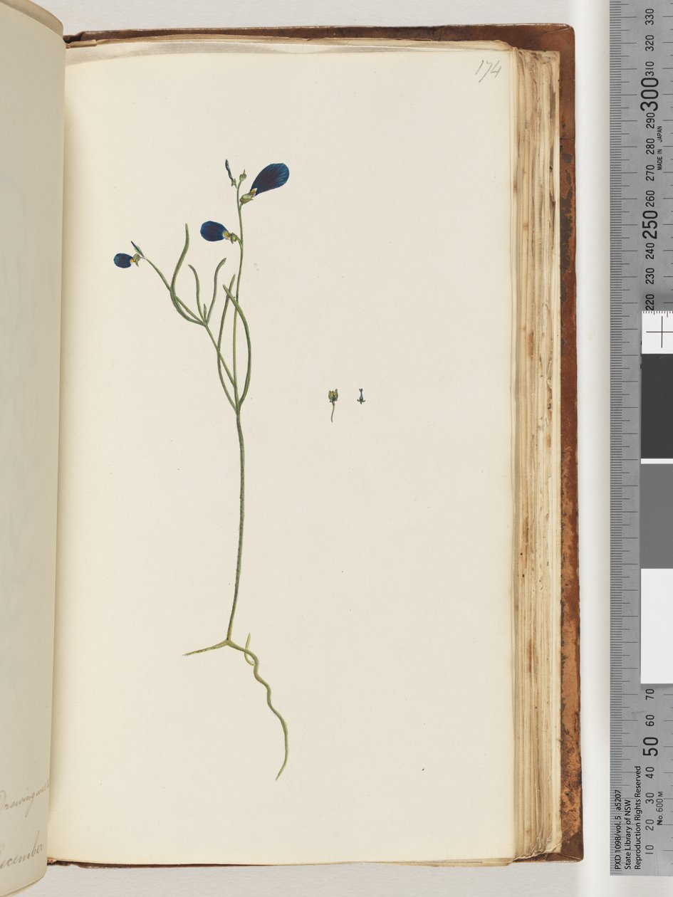 Página 174. Planta não identificada de Unknown artist