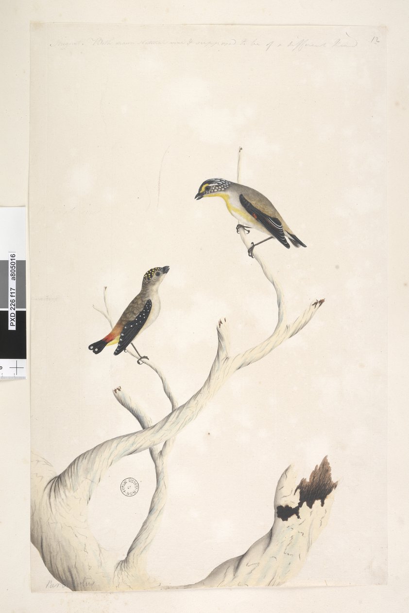Página 17. Pardalotus. ao longo da borda superior na mão diferente de agosto. Ambos desenhados em tamanho natural. adicionado em terceira mão e supostamente de um tipo diferente Pardalote Malhado e Pardalote Estriado Oriental Pardalotus punctatus e Pardalo de Unknown artist
