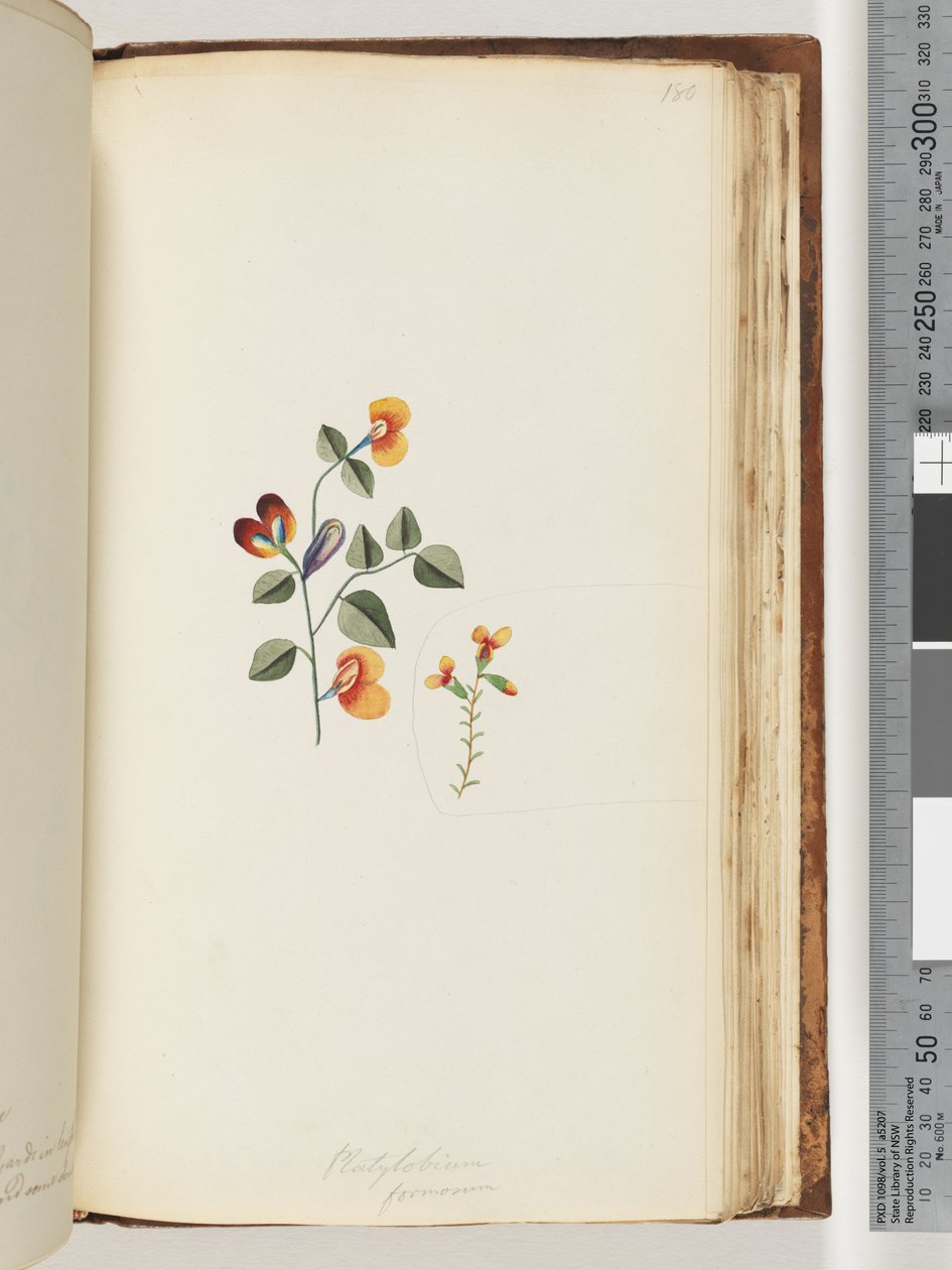 Página 180. Platylobium formosum - Handsome Flat-pea de Unknown artist
