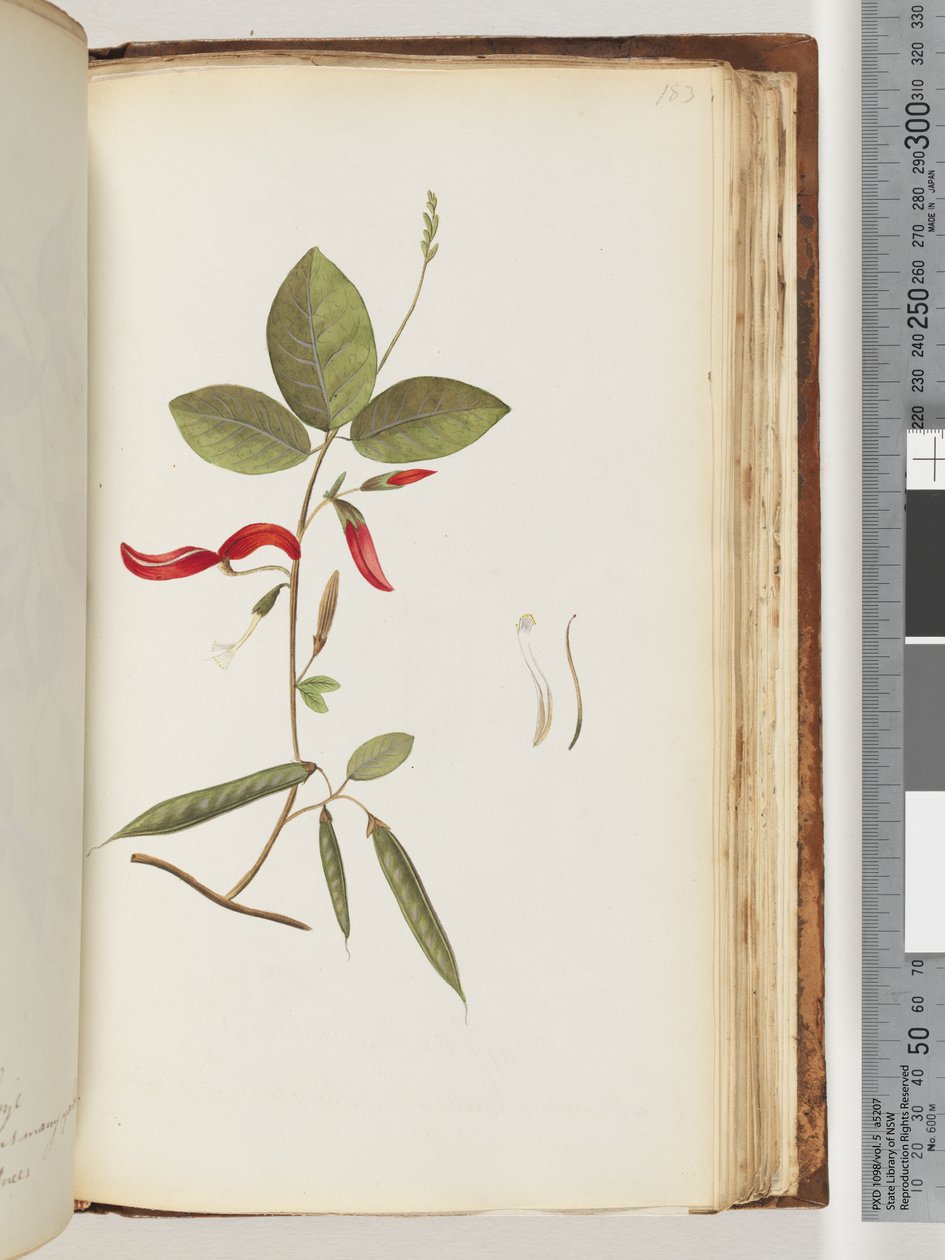 Página 183. Plantas não identificadas de Unknown artist