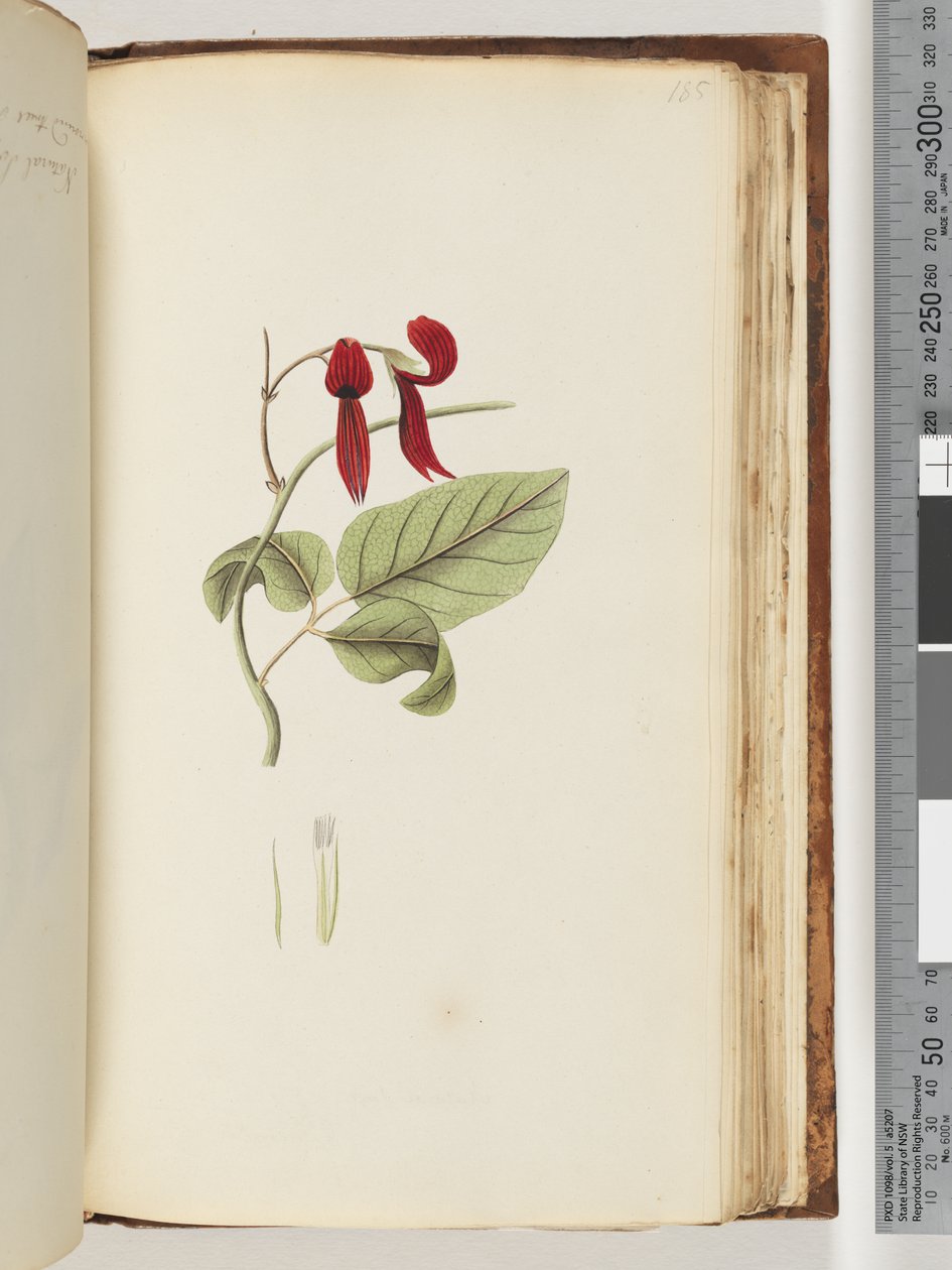 Página 185. Planta não identificada de Unknown artist