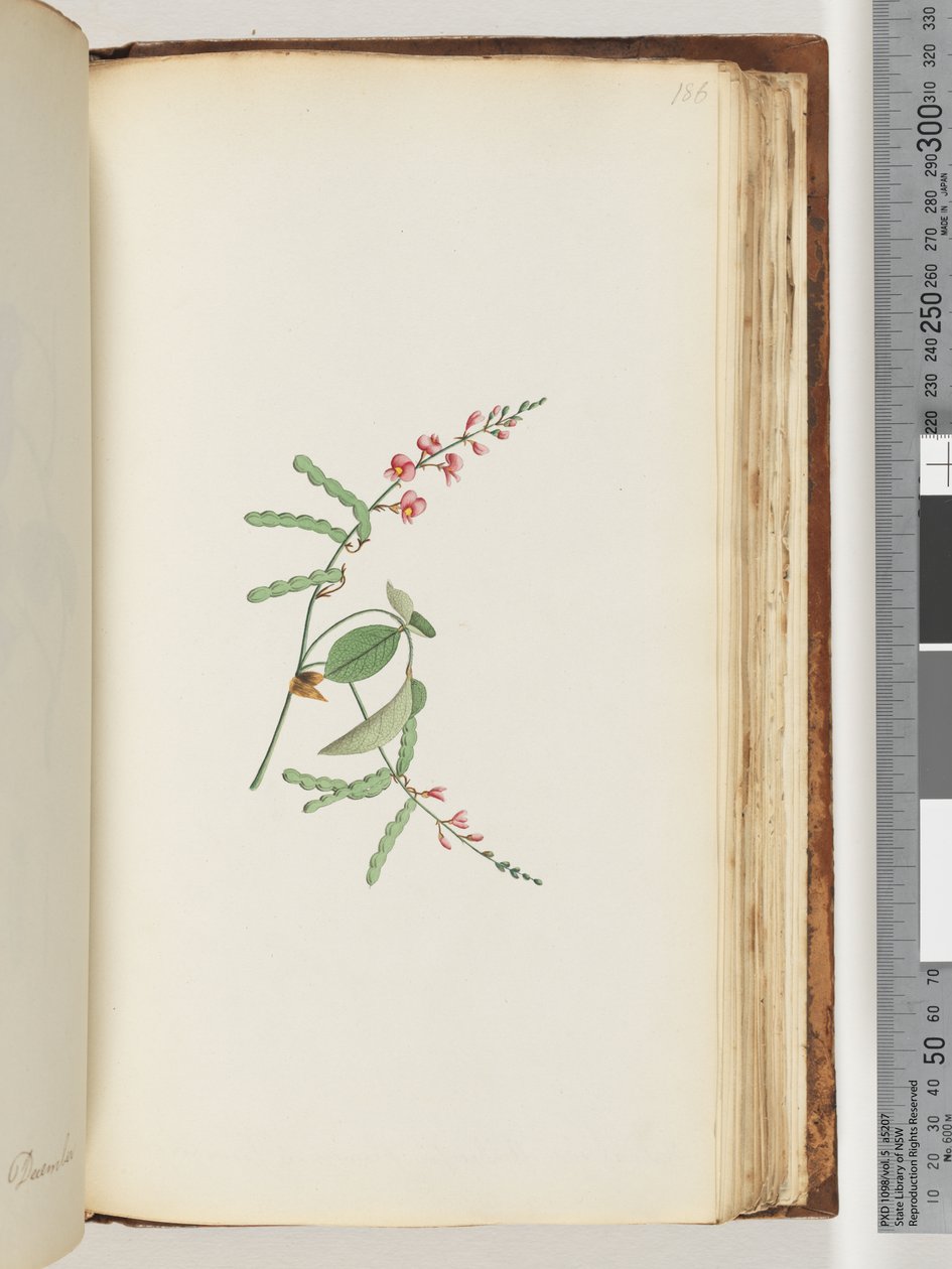 Página 186. Planta com flores, uma trepadeira de Unknown artist